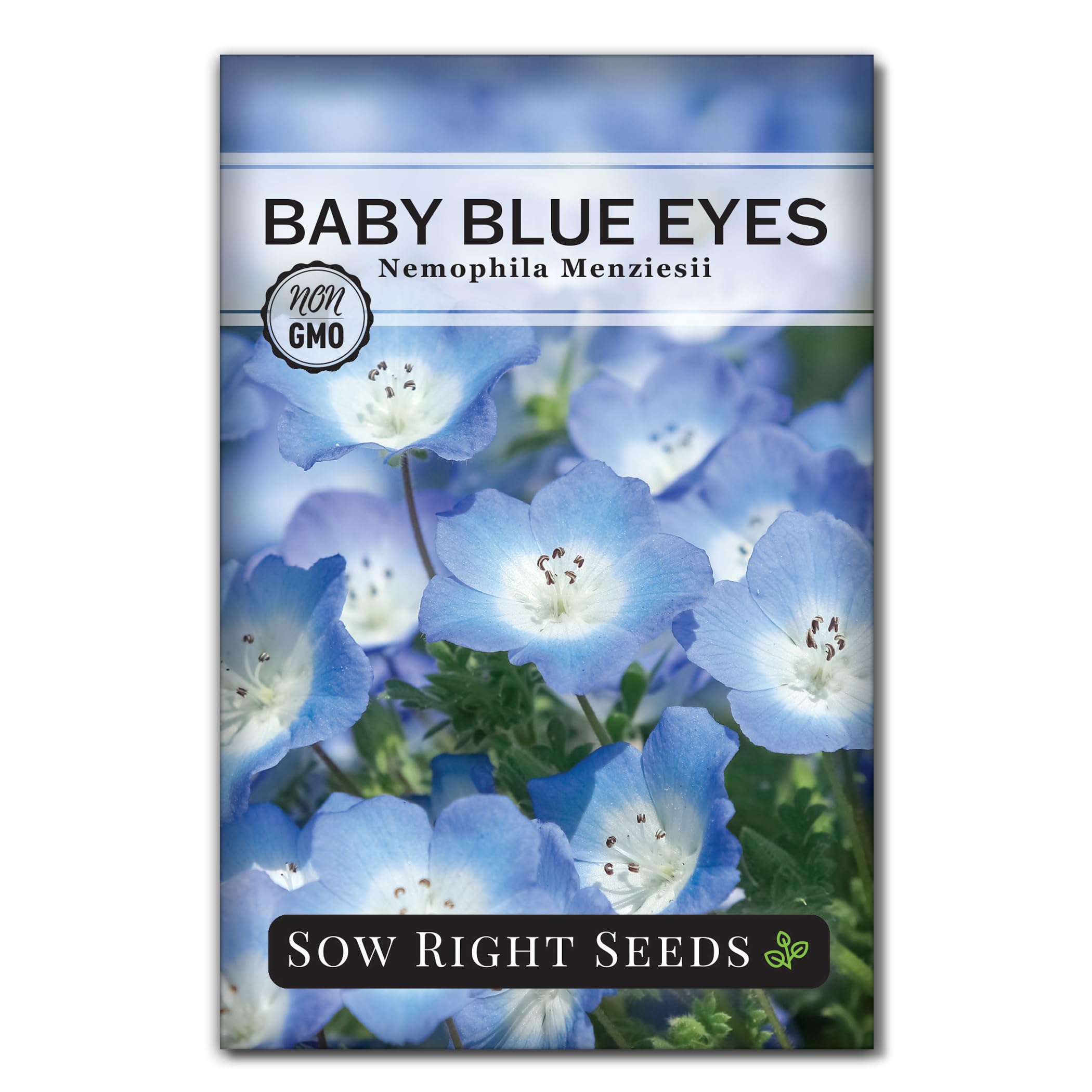 Sow Right Seeds - Baby Blue Eyes Flower Seeds for Planting - Annual Plant with Sweet Essence - Non-GMO Heirloom Packet with Instructions to Plant a Home Garden - Native California Wildflower (1)
