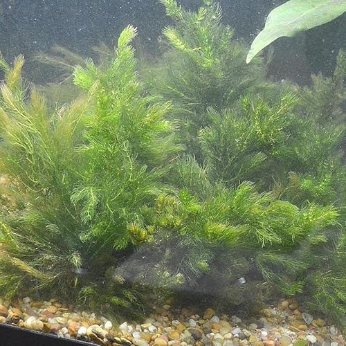 Marcus Fish Tanks Hornwort Coontail Ceratophyllum Easy Live Aquarium Plant Oxygenating Pond Plant Buy 2 Get 1 Extra thumb #1