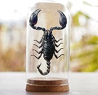 Vista 48 de Mantis Real Enmarcada Creobroter Insecto Muerto Escarabajo Verde Seco Caja de Sombra Flotante 3D Marco de Vidrio Espécimen de Taxidermia