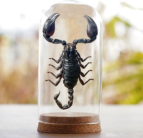 Miniatura 48 de Mantis Real Enmarcada Creobroter Insecto Muerto Escarabajo Verde Seco Caja de Sombra Flotante 3D Marco de Vidrio Espécimen de Taxidermia