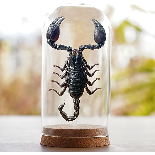 Real Bug Scorpion Dome Preserved Specimen Collection Handmade Oddity Dried Insect Dead Taxidermy Education Science Entomology Decor Home Decoration Artwork Tabletop Display DOME8.16-51
