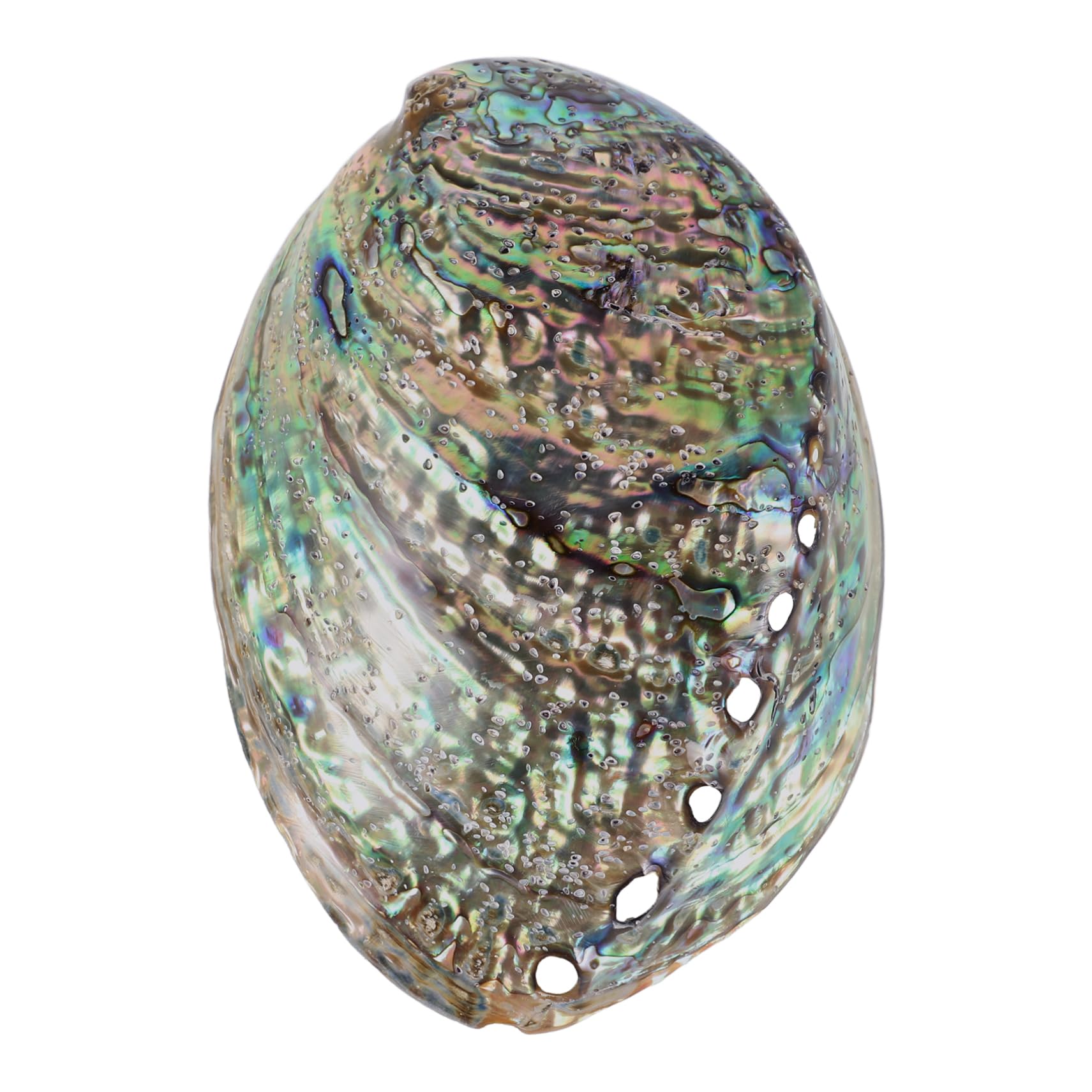 Veemoon Abalone-Meeresmuschel Accessoires,Große Abalone-Schale Für Hochzeit- Heimdekorationen DIY Decorative Accessoires Party