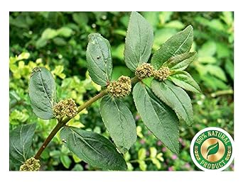 Amman Pacharisi Powder l Euphorbia Hirta Powder, 100gm
