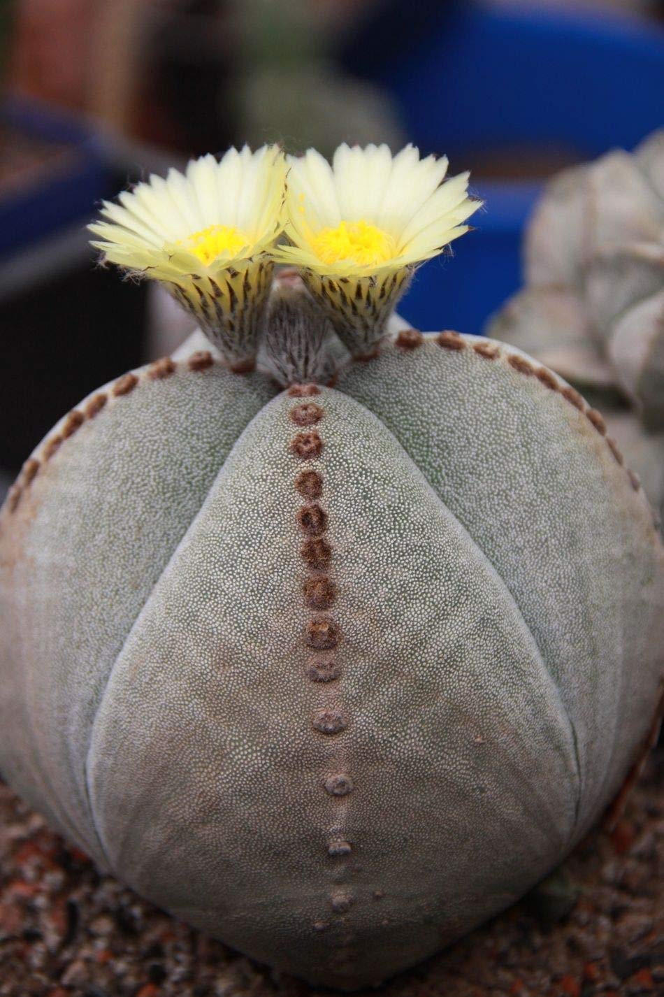 Amazon | 【種子】Astrophytum Myriostigma◇アストロフィツム・鸞鳳玉