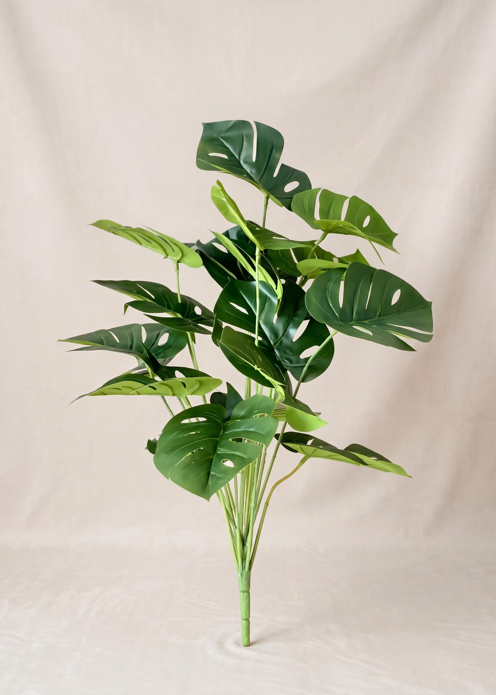 MASON HOME Artificial Botanic Monstera Plant - 2 Feet | Realistic Plant - Trees - Flowers | Indoor Tropical | Home - Shop - Office | Gifting - Décor - Ambience - Durable | No Maintenance 1