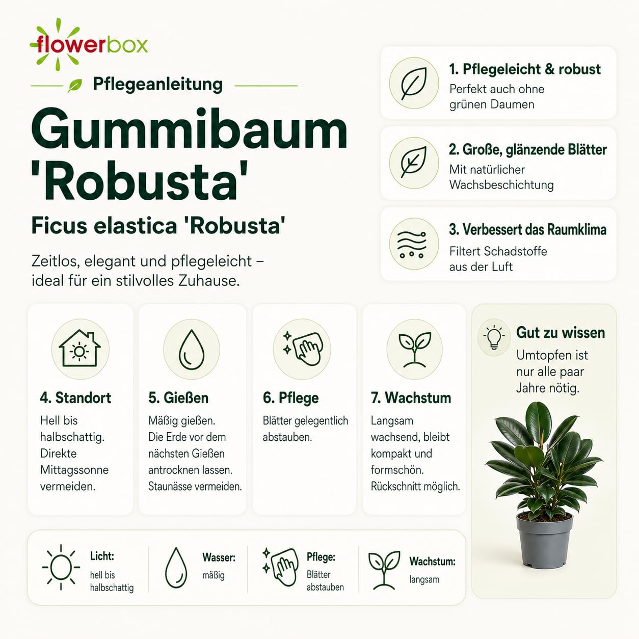 Gummibaum verzweigt - pflegeleichte Zimmerpflanze, Ficus elastica 'Robusta' - Höhe ca. 50 cm, Topf-Ø 17 cm