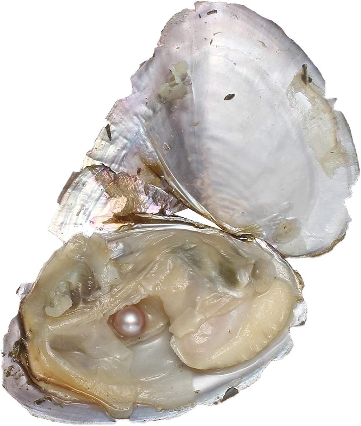 unbrand Freshwater Oysters Pearl, 20PCS/Lot Freshwater Cultured Pearl Oyster with Pearl Inside Oysters Random Colors Single Bead Round Pearls DIY Jewelry Making