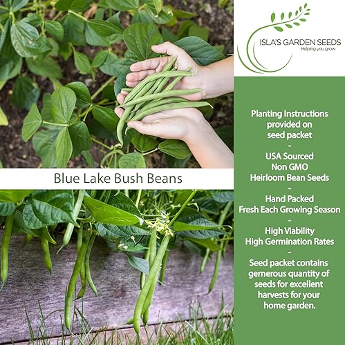 Miniatura 2 de Blue Lake Bush Green Bean Seeds, más de 50 semillas tradicionales por paquete, semillas sin OMG, (semillas de jardín de Isla), nombre botánico