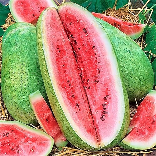 Semillas de sandía gris de Charleston - Paquete de 20 unidades - para semillas de fruta de melón de sandías de piel rosa fresa verde gris 2024