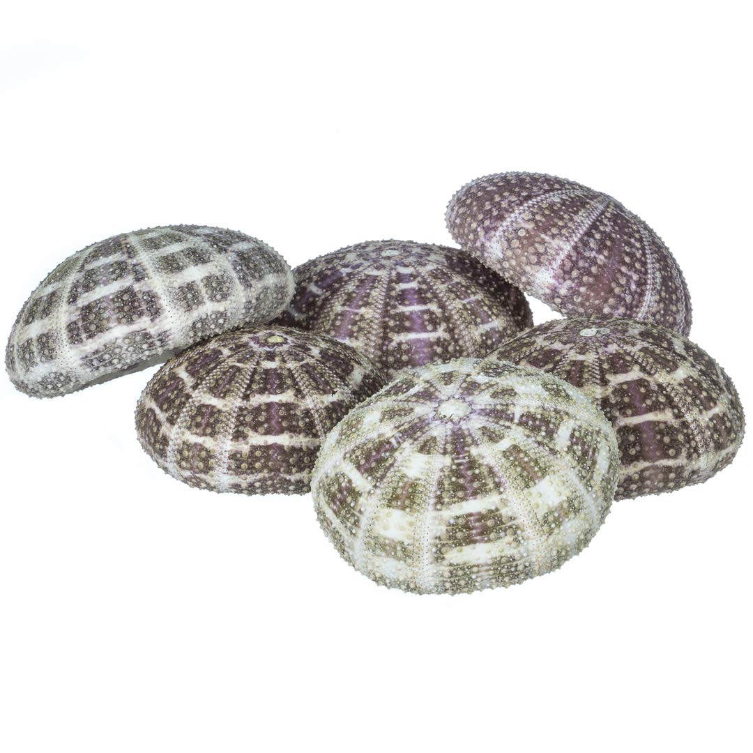 Nautical Crush Trading Sea Urchin Collection | 5 Assorted Sea Urchins | Coastal Decorations | Plus Free eBook by Joseph Rains : Buy Online at Best Price in KSA - Souq is now