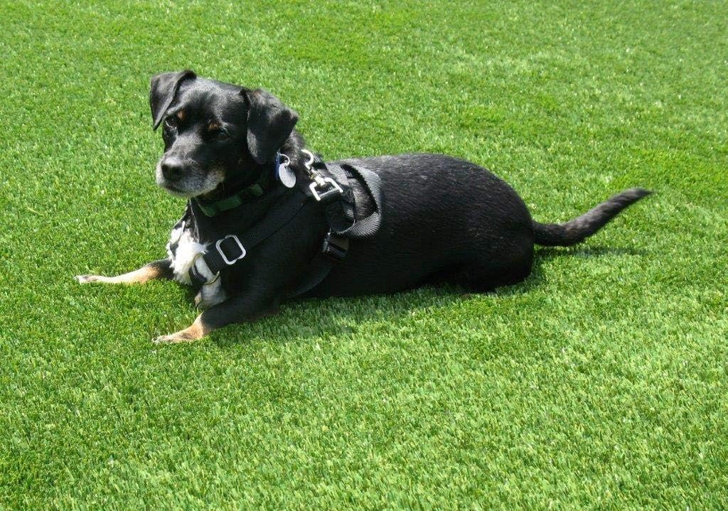 3 ft X 5 ft Synthetic Grass Turf for Pet Areas Acrylic Backing for draining