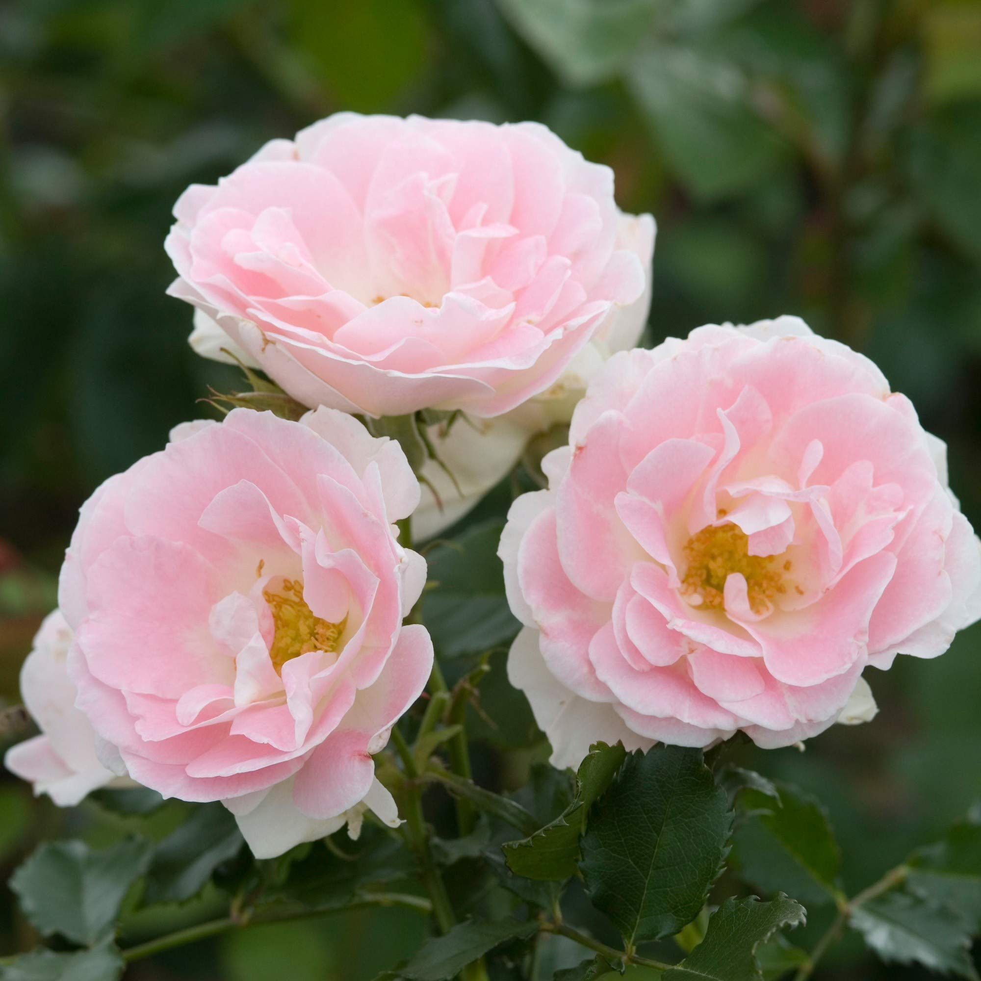Aiden Gardens Rose Plants GREENALLS GLORY  silvery white blooms Fragrant rose 1 Healthy Live Plant On pot (B08473K1QY) Amazon Price History, Amazon Price Tracker