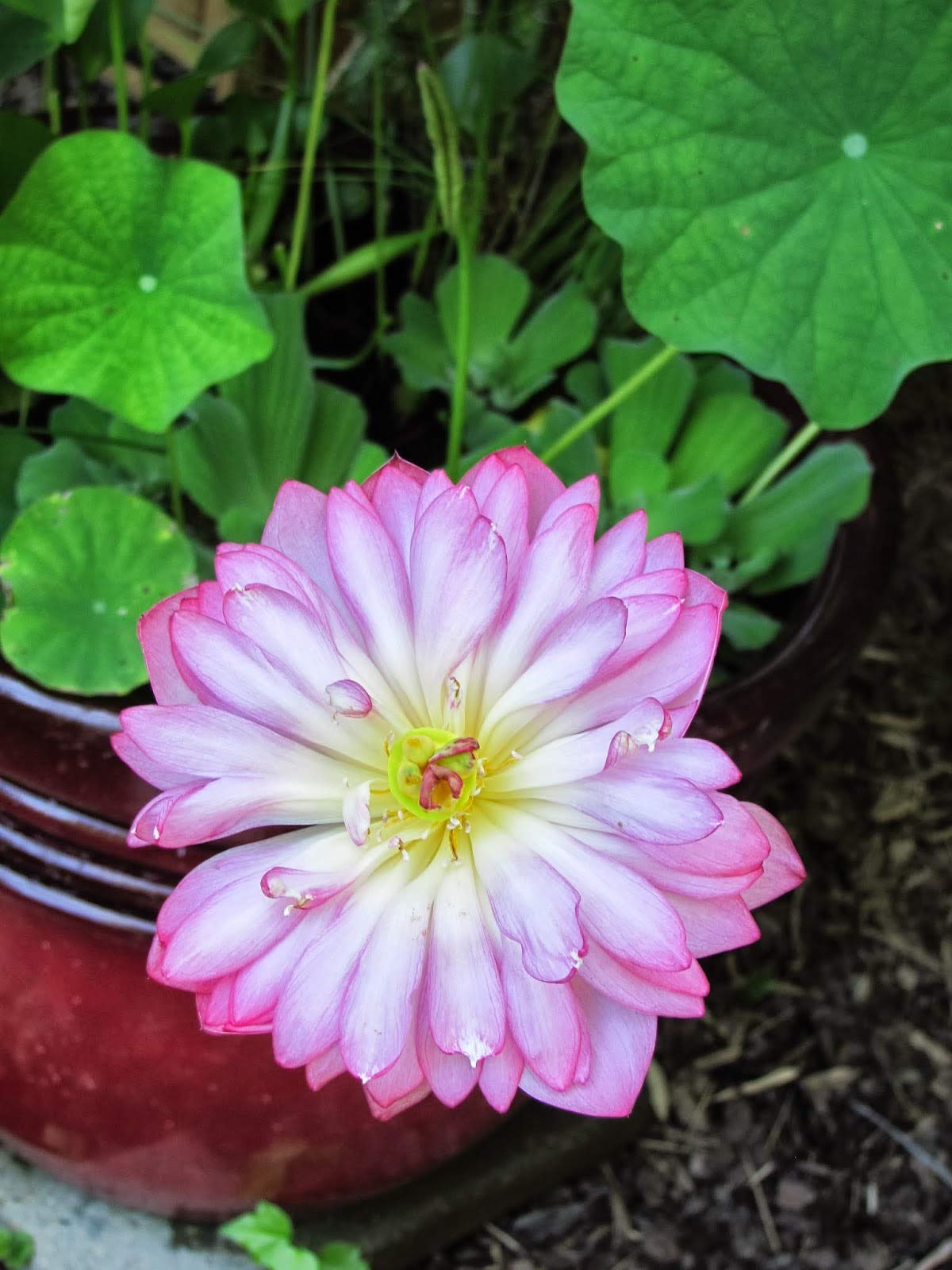 See full amazon price history chart for 15+ SEEDS- Momo Botan Lotus Flower Seeds For Planting Home Garden 15+ SEEDS- Momo Botan Lotus Flower Seeds For Planting Home Garden (B08JN8M9RC) Amazon Price History, Amazon Price Tracker