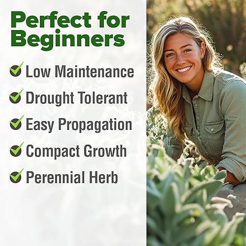 Miniatura 4 de HOME GROWN Semillas de salvia blanca, paquete de 646 semillas de reliquia, cultiva plantas aromáticas de salvia para tu jardín de semillas de