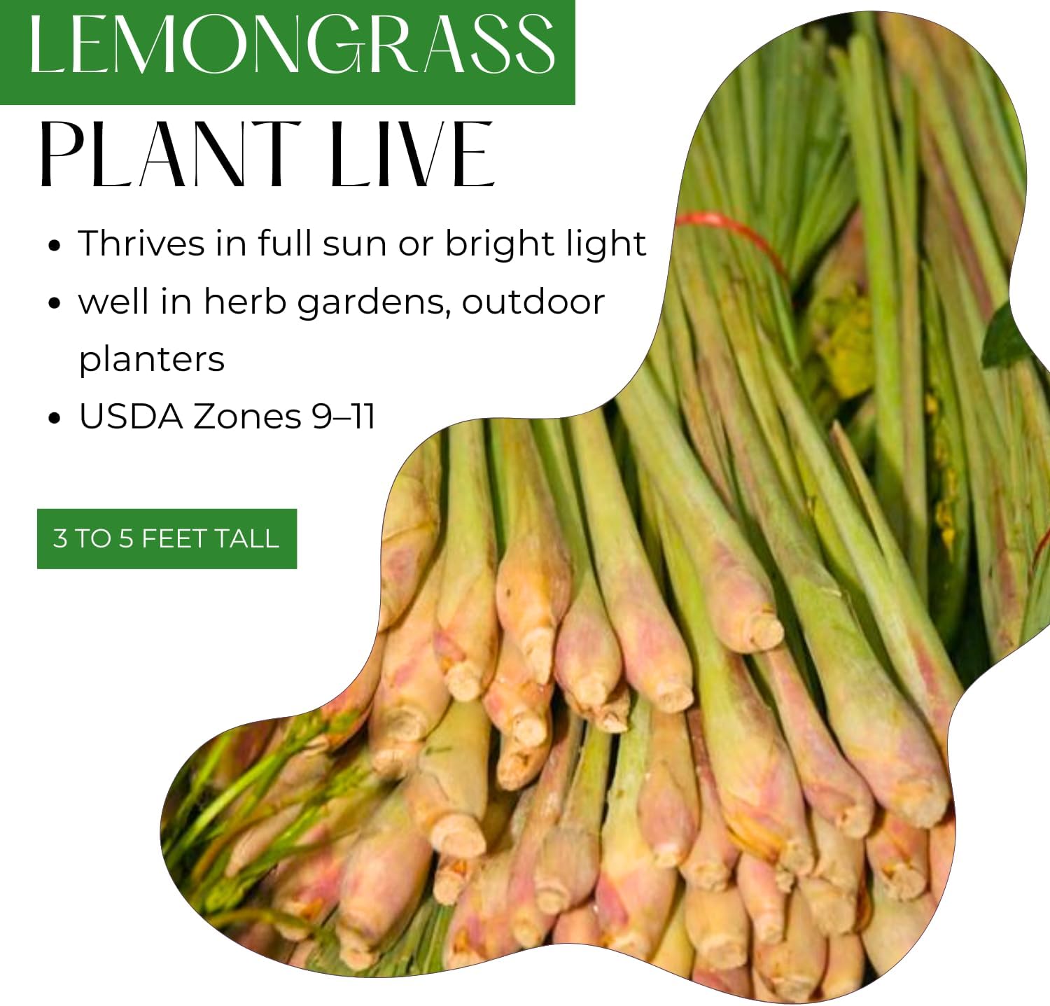 5 Lemongrass Plants Live Outdoor, Lemon Grass Herb in Gal Pot, Fresh Fragrant Lemon Grass Stalks Plants