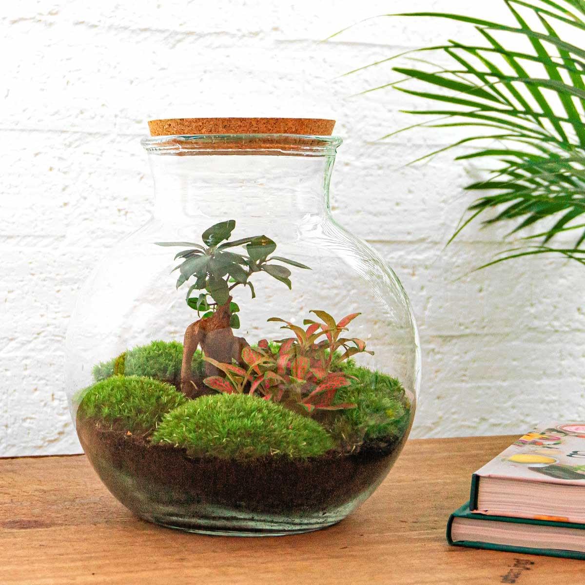 Jardinière en bouteille - Kit de bricolage - Bonsaï - Terrarium Ø 25 cm x H 26,5 cm - Terrarium à faire soi-même - Mini écosystème autonome - Pour la maison et le bureau