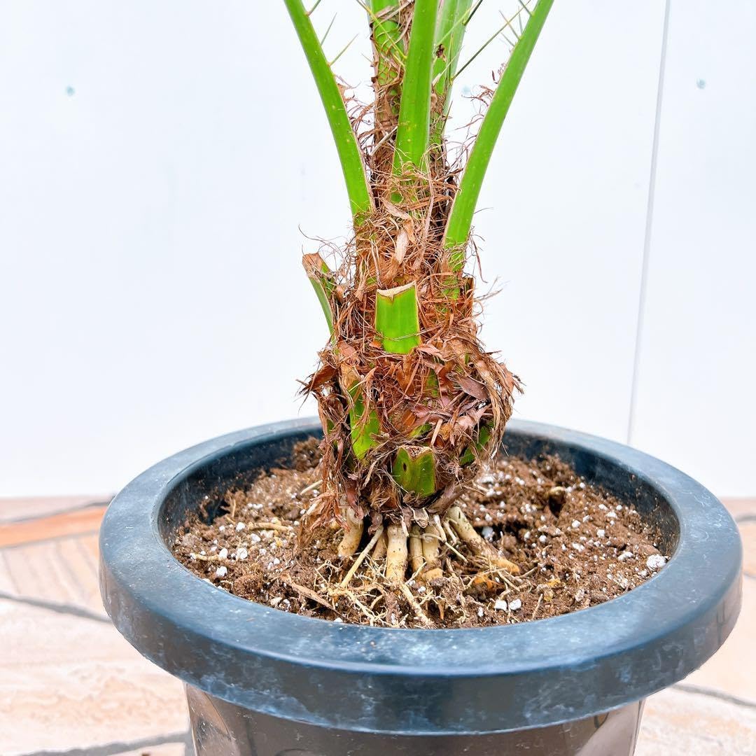 耐寒性ユッカ エラータ大株◇ドライガーデン多肉サボテン島