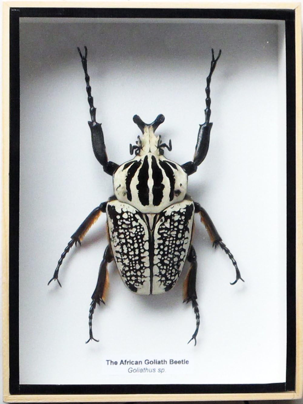 Real Giant African Goliath GOLIATHUS Beetle Male Insect Taxidermy Set in Box Display