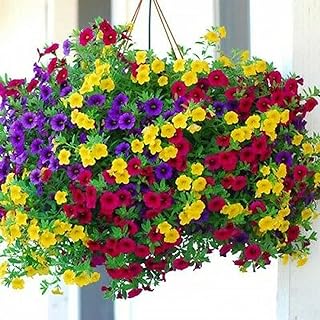 MOCCUROD Hanging Petunia Seeds Mixed Color Bright Flowers Perennial 300 Seeds