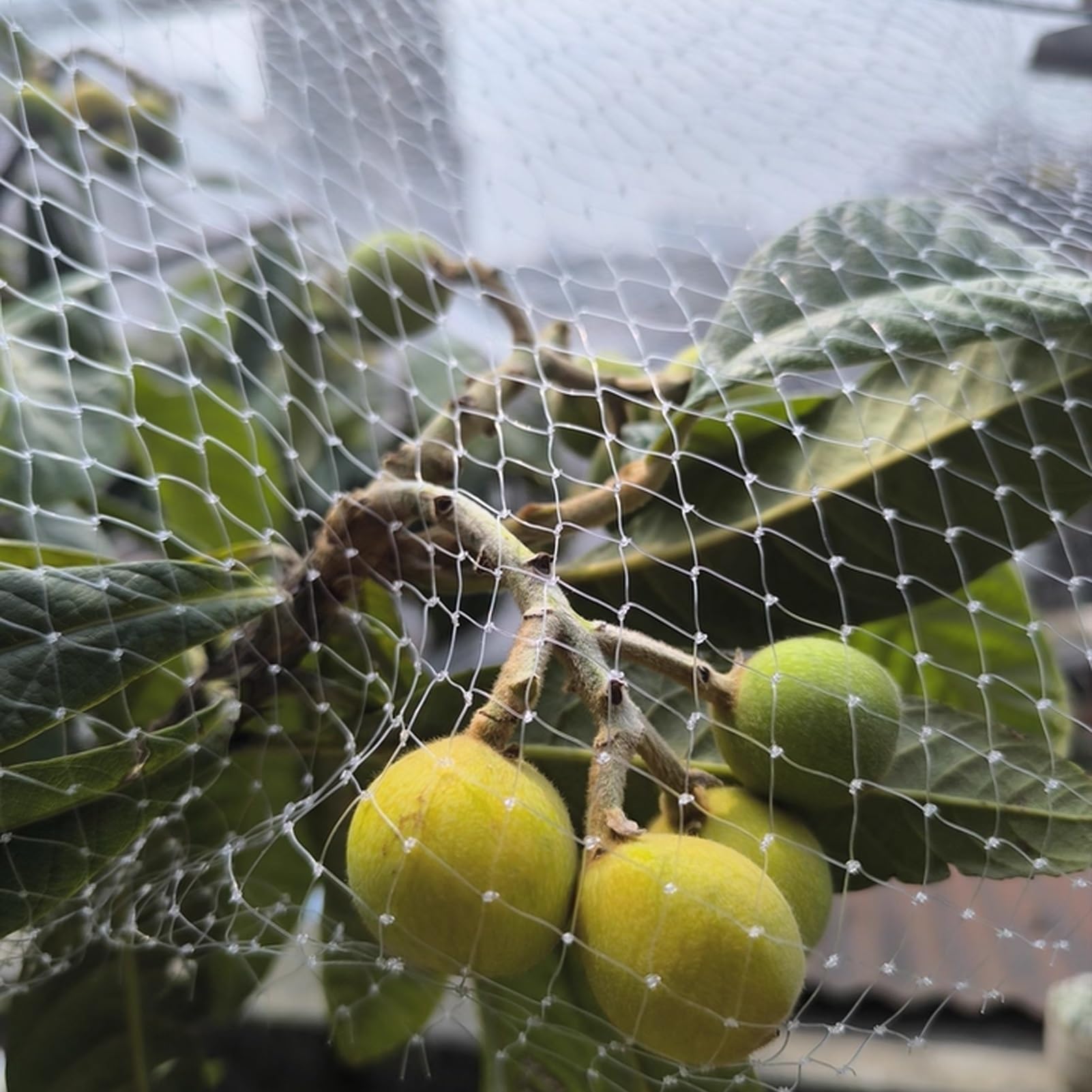 Malla Antipajaros Malla Protectora para Árboles Frutales (para Ardillas y Pájaros), Malla para Balcones de Apartamentos, Cubierta Protectora para Arbustos de Arándanos(10x25m/33x82ft)