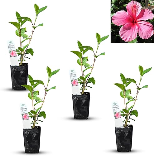 Hibisco Rosa. rosa-sinensis. Planta Viva - Hibisco Tropical en Flor, Flores Bonitas, Usado en Té y Jugo (4 Copas de Hibisco Rosa)