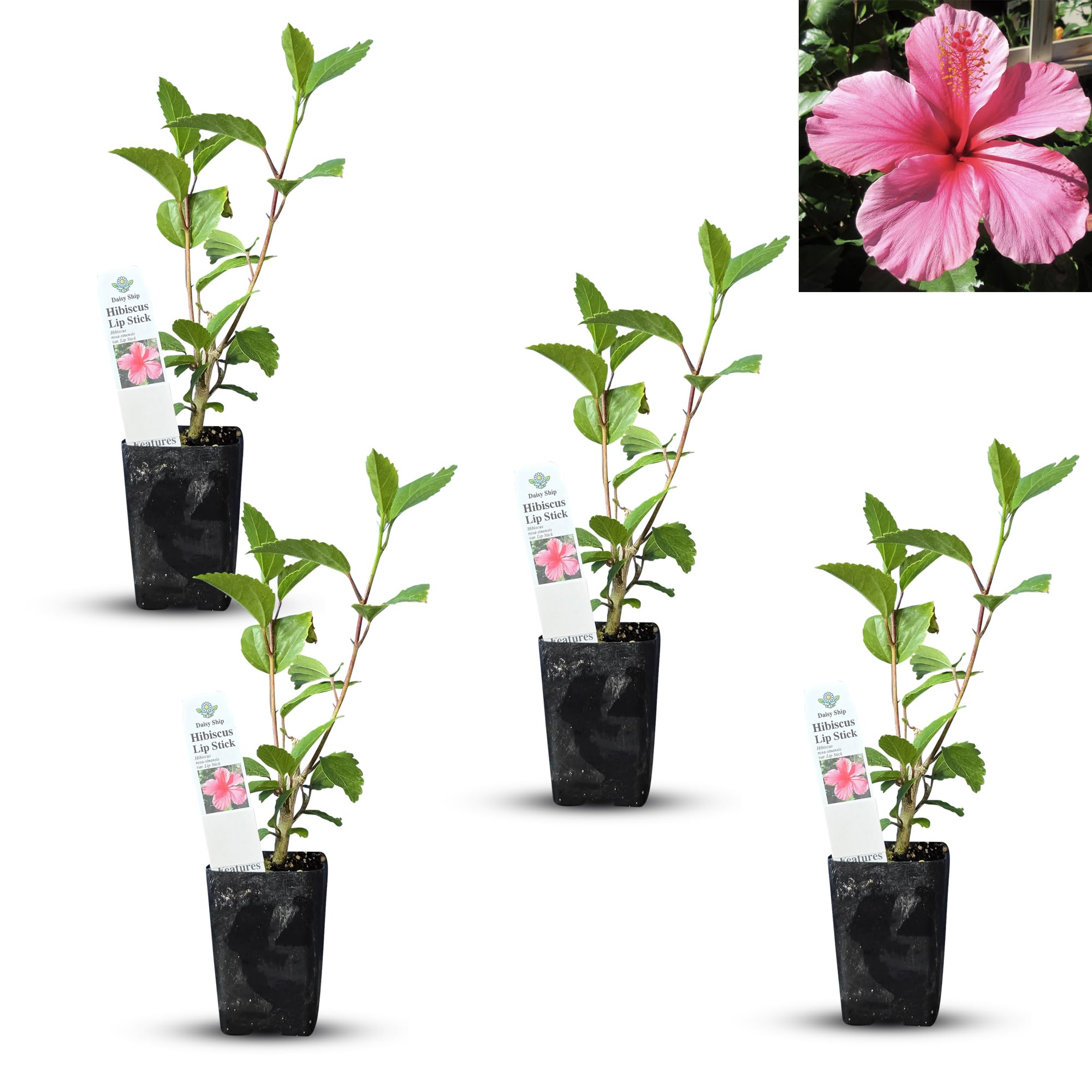 Pink Hibiscus rosa-sinensis 4 Cups