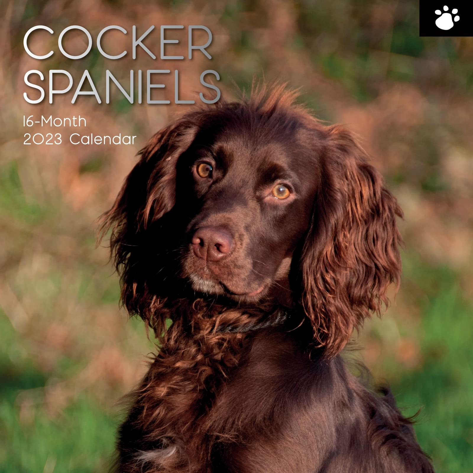 Photo 1 of 2023 Square Wall Calendar, Cocker Spaniels, 16-Month Paw Prints Theme with 180 Reminder Stickers (12 x 12 In)