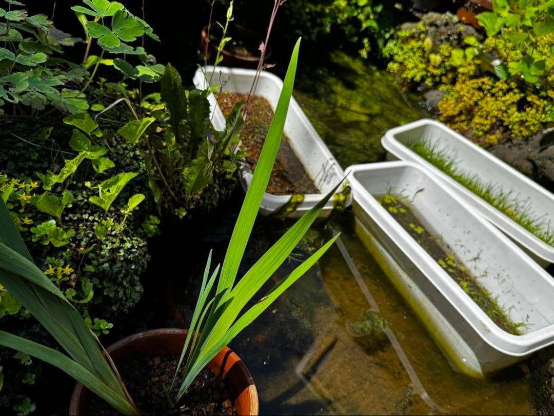 日本の水草 キリガミネヒヨウギアヤメ 1株 キリガミネヒオウギアヤメ | 花