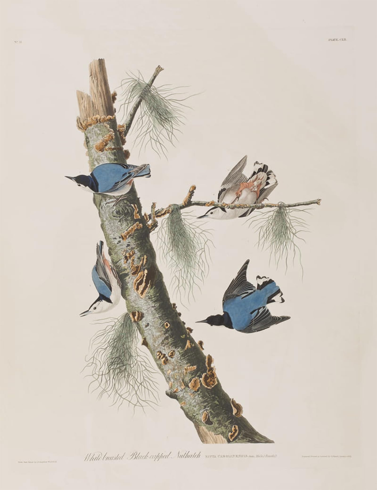HRJUBWREE Vintage Poster Photo Wall Print Mural Artwork Illustration From birds of America by John Jamess Audubon Art Prints Painting for Home Decor 60x90cm