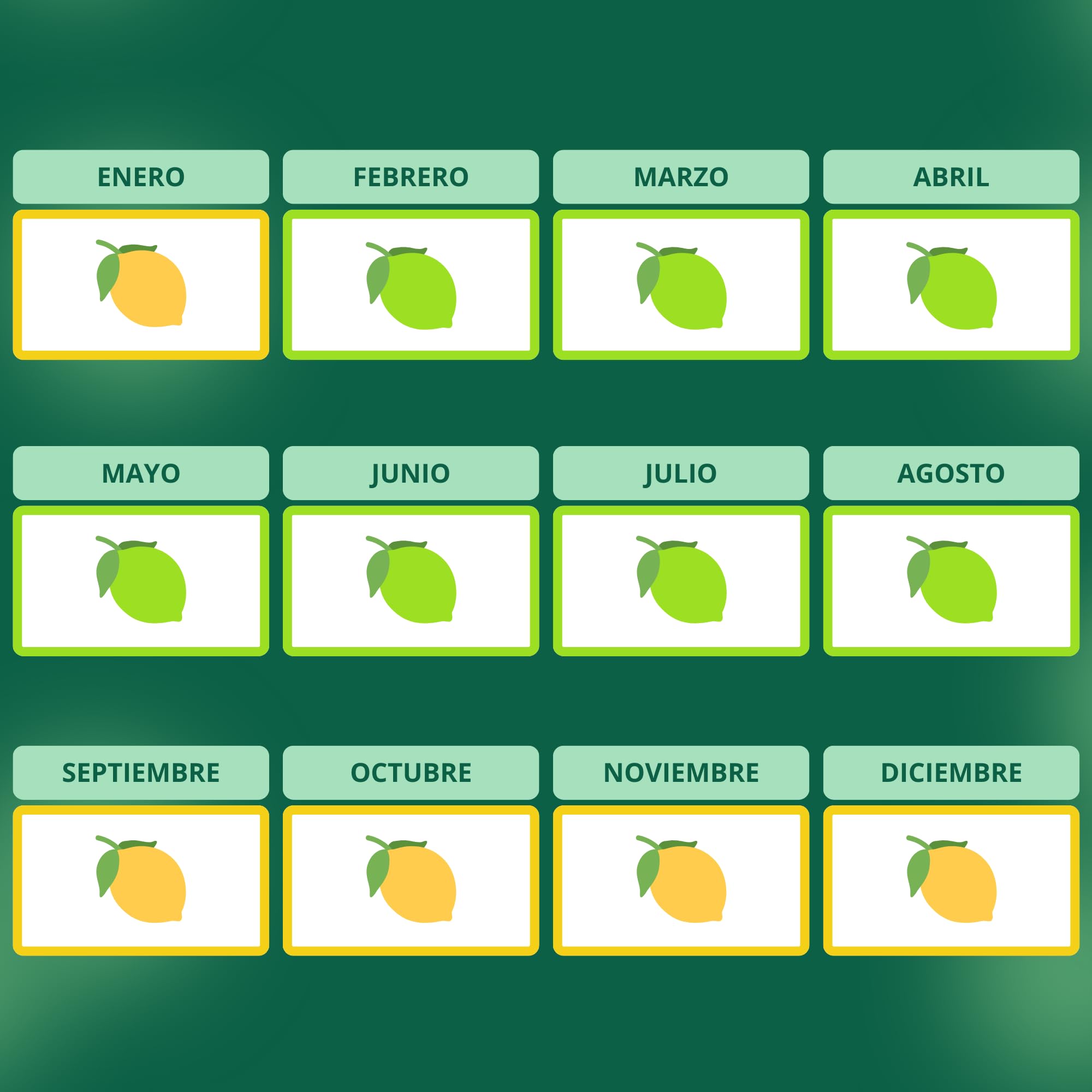 Meyer Lemon - Limonero enano de interior - Maceta cerámica de 16 cm - Fruta comestible (arbusto)