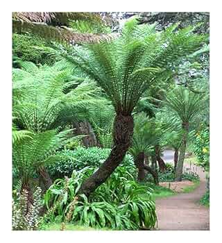 【Tree fern】 Tree Fern – VI Plant Shop