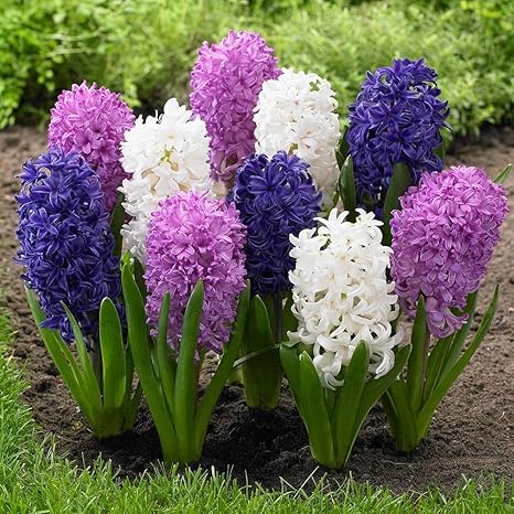 Amazon 混色 ヒヤシンス球根 多年草 球根 販売 初心者に適しています ヒヤシンスは 庭の植え付け 水耕栽培の花 花壇 鉢植えの植物 水耕栽培に適しています 15球 穴掘り