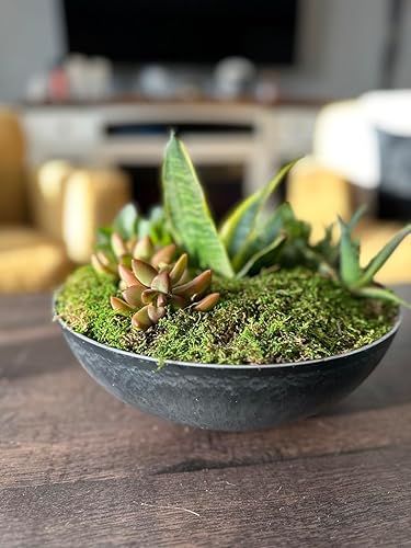 Miniatura 3 de Lámina de musgo preservado SuperMoss, fresco, verde y húmedo Secado natural