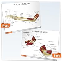 Vista 4 de GPI Anatomicals - Modelo de codo musculoso, modelo de codo derecho con músculos para la educación en anatomía y fisiología humana