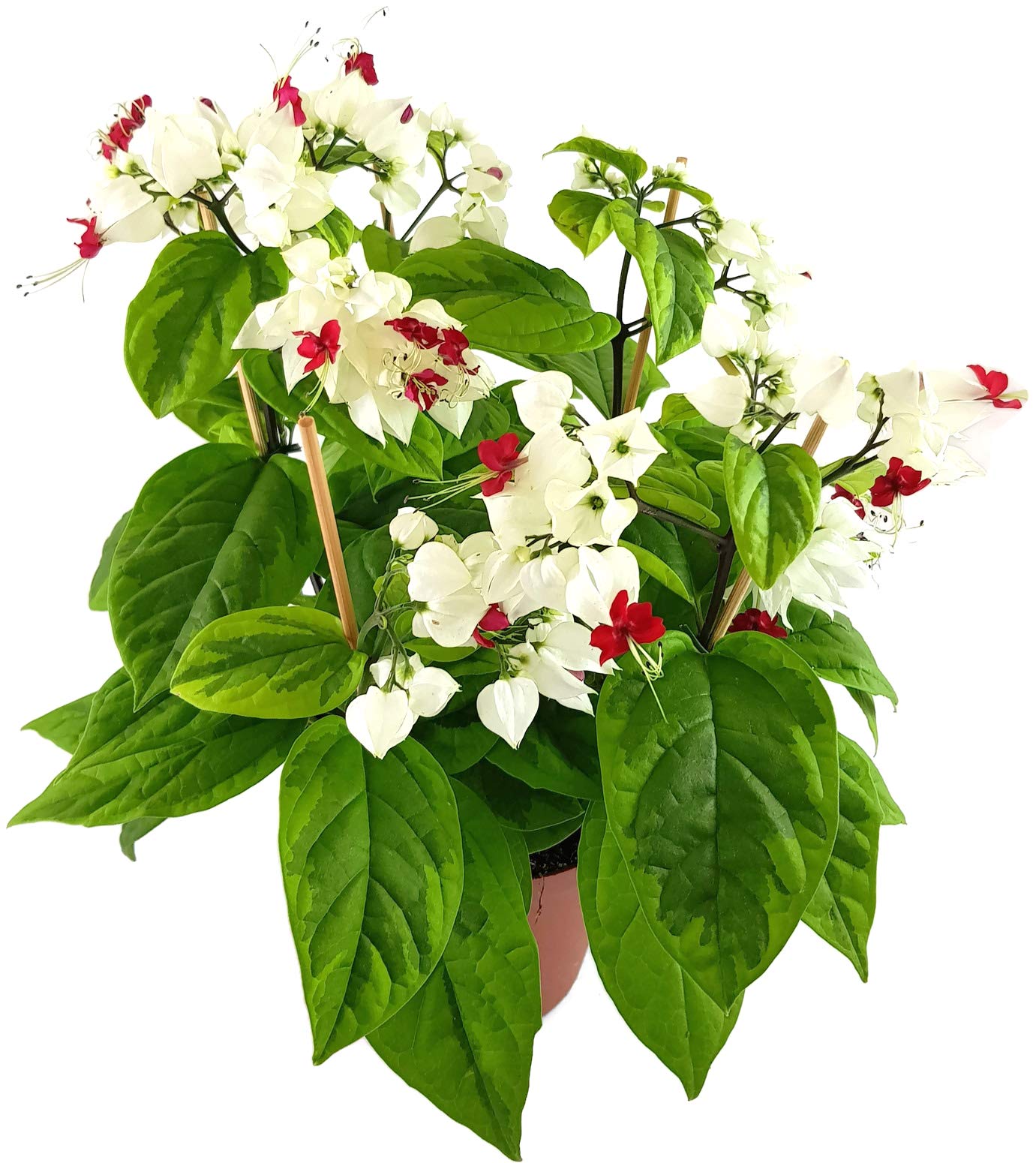 verrucosum variegata Philodendron verrucosum 