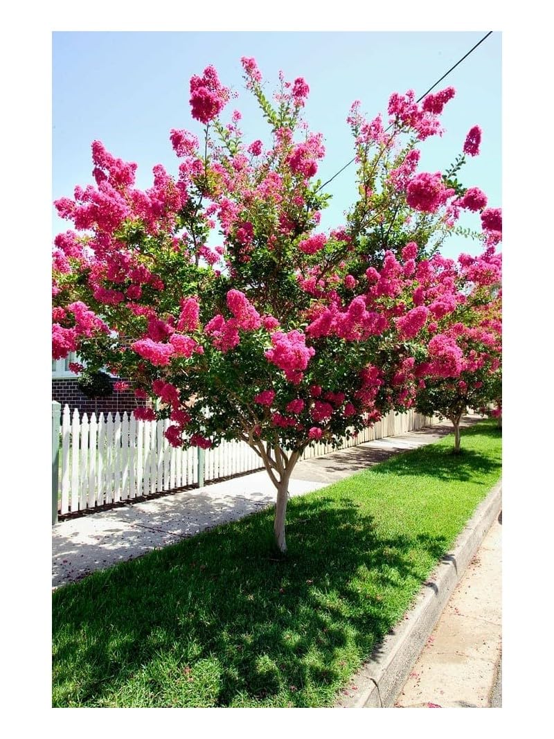 Lagerstroemia indica Rosa pianta ad alberello in vaso ø26 cm h. 100/120 cm circa Vivaio di Castelletto