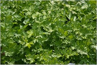 PREMIER SEEDS DIRECT - Parsley Italian Giant Flat - 10 Grams- Finest Italian Seeds