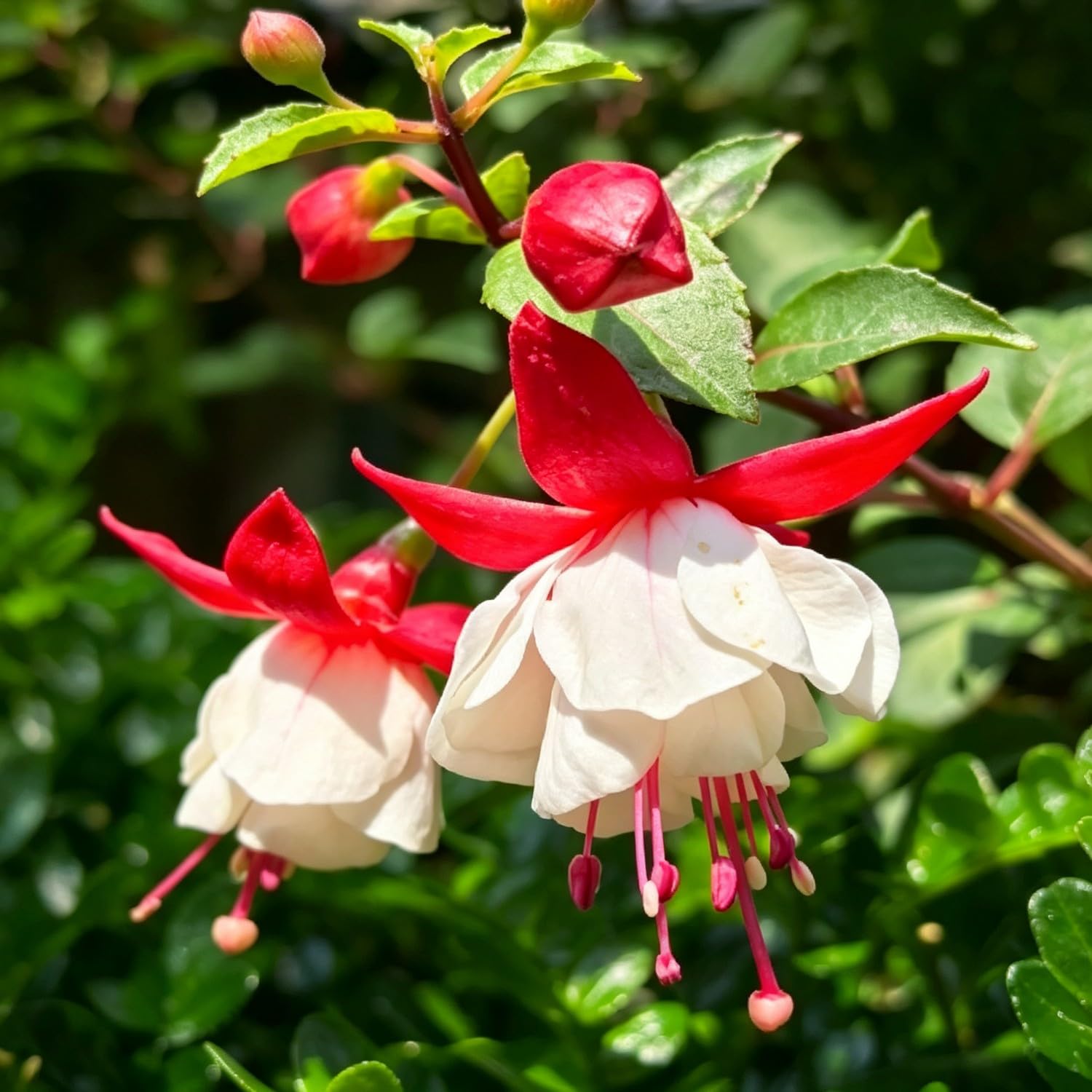 Fuchsia Seeds-Hardy Perennial， Excellent Display Indoor，Balcony，Garden