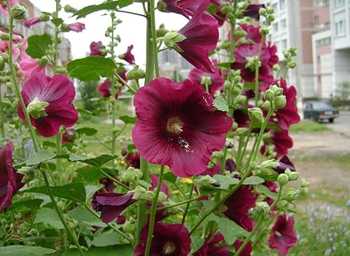 Miniatura 4 de Semillas Hollyhock Spring Mix Flores perennes