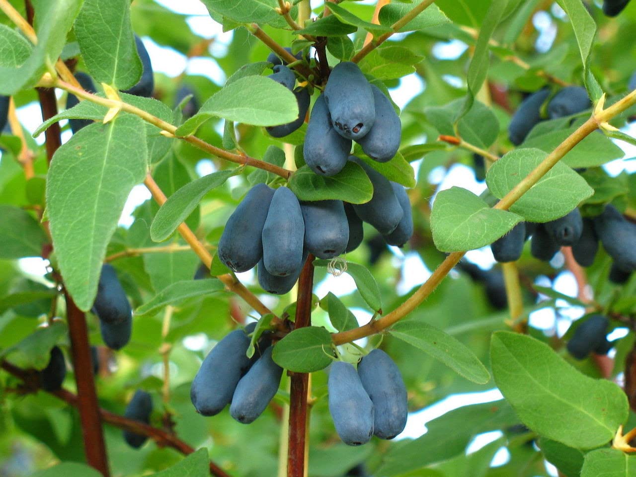 Lonicera caerulea 'Blue Velvet' (Honeyberry) - in 9cm Pot - Edible Honeysuckle (3 Plants)