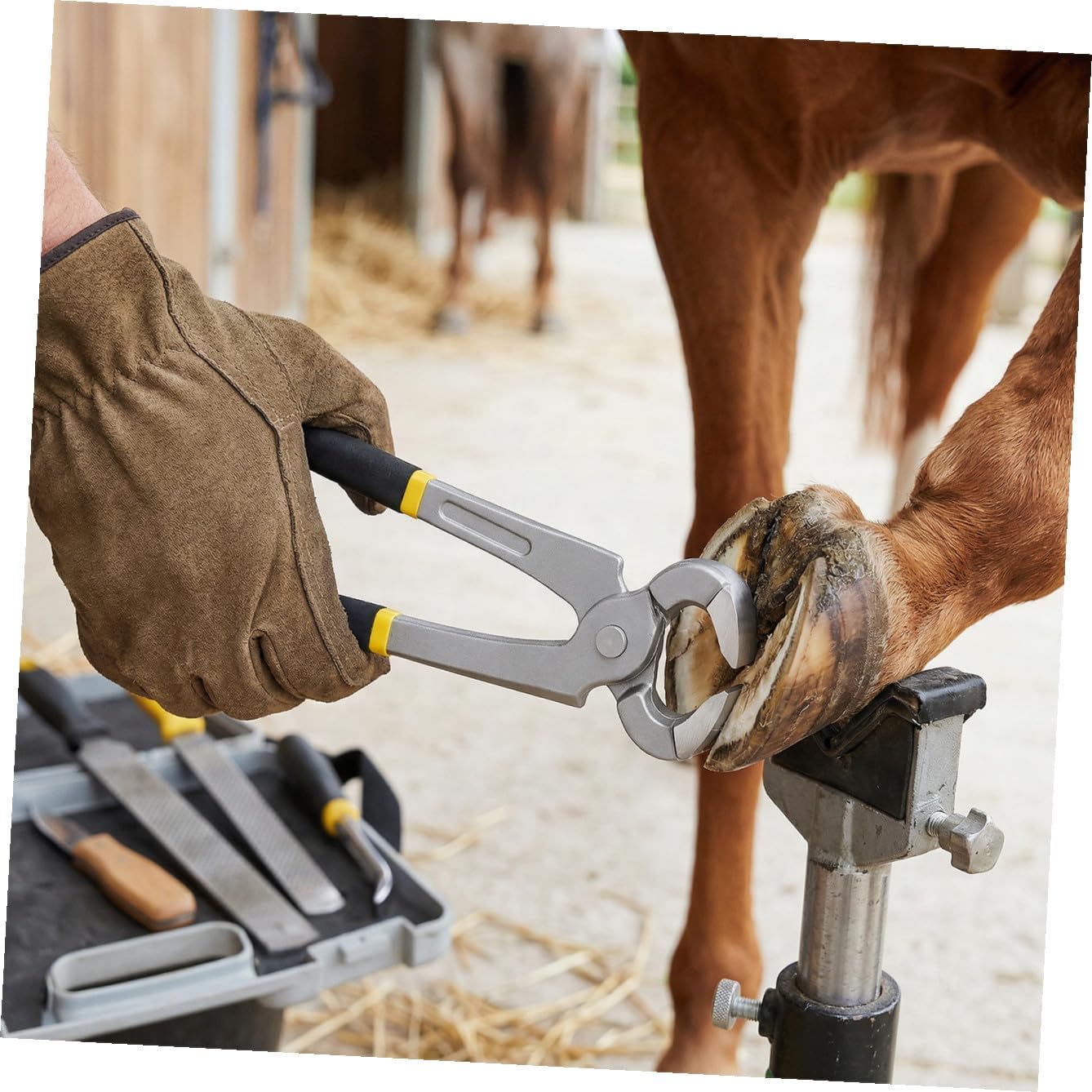 HANABASS Hoof Nippers for Cattle and Sheep Hoof Trimming Tool Heavy Duty Shears for Horse Multi-Functional Design for Livestock Grooming