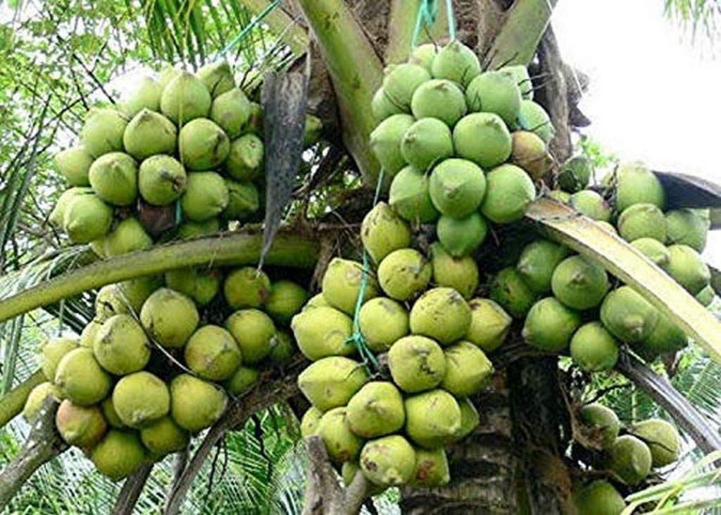 Creative Farmer Live Plant High Yield Hybrid Rare Coconut - Qualitative Kerala Tree (Dwarf Plant) Plants Fruit (1 Live Garden Tree) (PLANT-26-COCONUT1193ll@) (B08P5QW6K8) Amazon Price History, Amazon Price Tracker