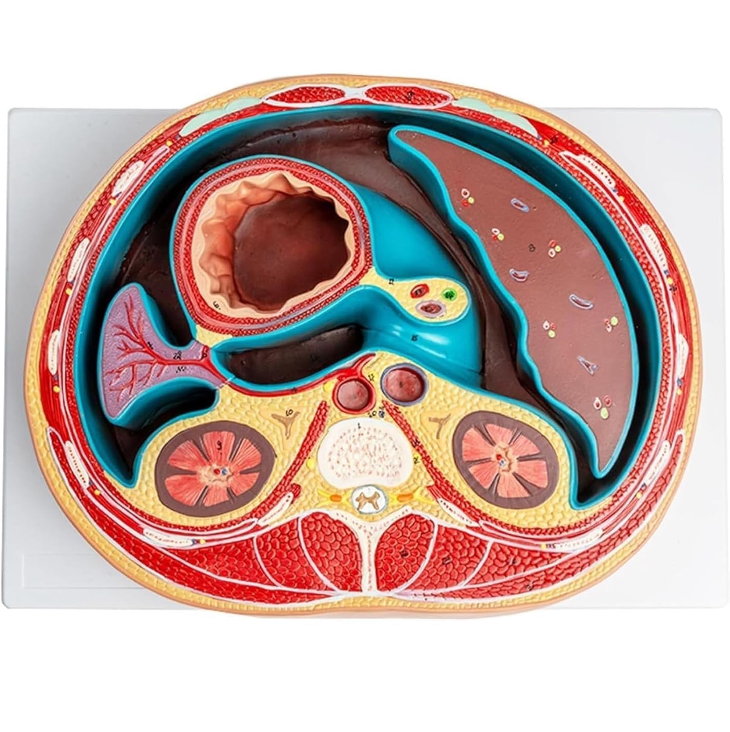 YNIYUJKL Abdominal Anatomy Model - Human Torso Display With Thoracic Spine, Liver, Intestines, And Muscles For Educational Study