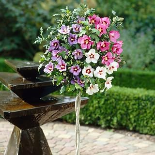 YouGarden Braided Stem Hibiscus 'Tricolour', Established Standard Tree in 23cm Pot, 1.1-1.4m Tall, Three Colours on One Tree, Ready to Plant and Display