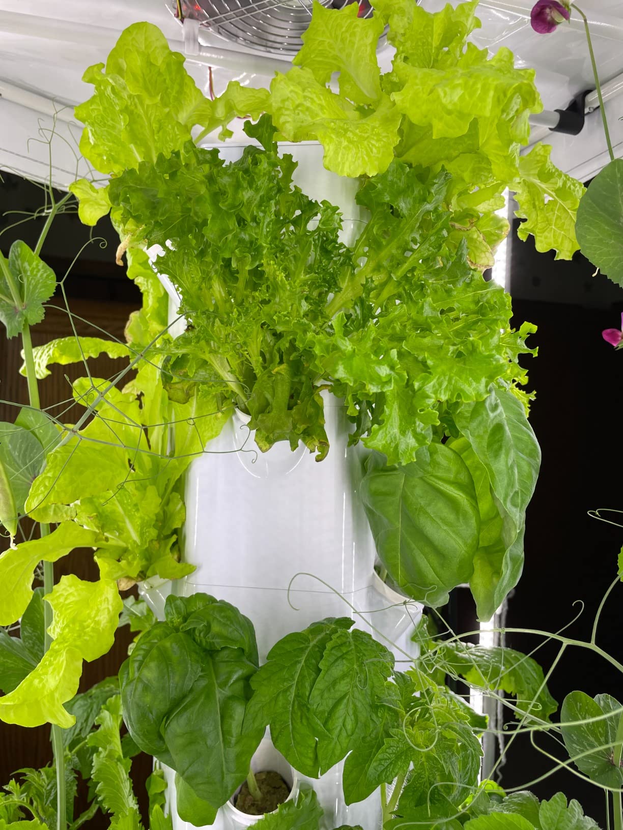 61/mo Finance Aerospring 27Plant Vertical Hydroponics Indoor