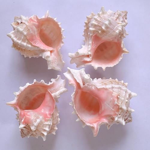 Miniatura 6 de 4 conchas de cangrejo ermitaño, apertura de tamaño ML, conchas de cangrejo ermitaño de 1.1-1.9 pulgadas, caracola de mar natural, conchas turbo para
