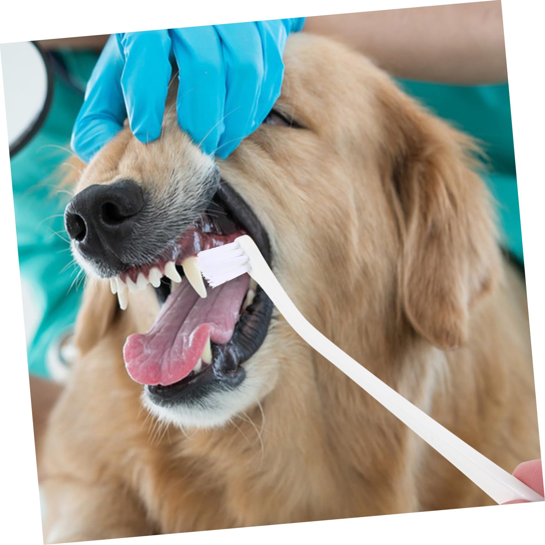 BESPORTBLE Multi-Purpose Dog Toothbrush Soft Bristle Pet Oral Care Brush Dog Supply Storage Box for Easy Cleaning