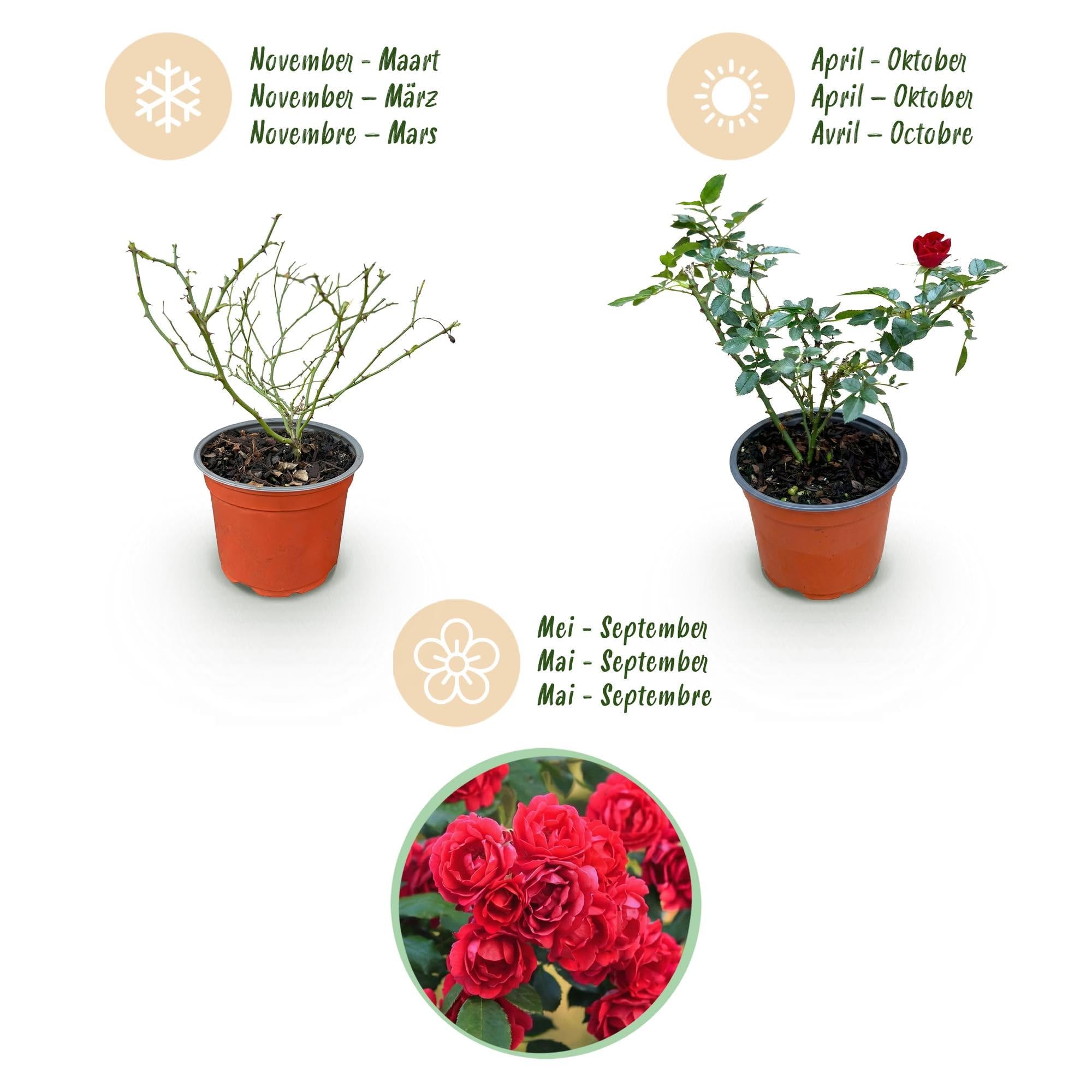 Gartenrose Rosa The Fairy Rot 3er Set – winterhart