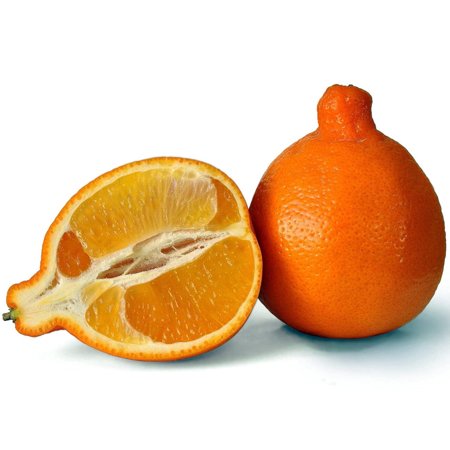 Organic Minneola Tangelos Oranges Fresh Honeybells Tangelos 6 Lbs