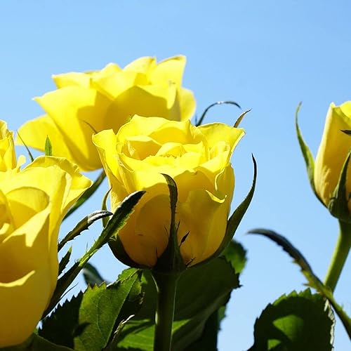 Miniatura 3 de YEGAOL Garden - Semillas de rosas amarillas, regalos fragantes para cumpleaños, aniversarios, arbustos trepadores, jardín, exteriores, 50 piezas de